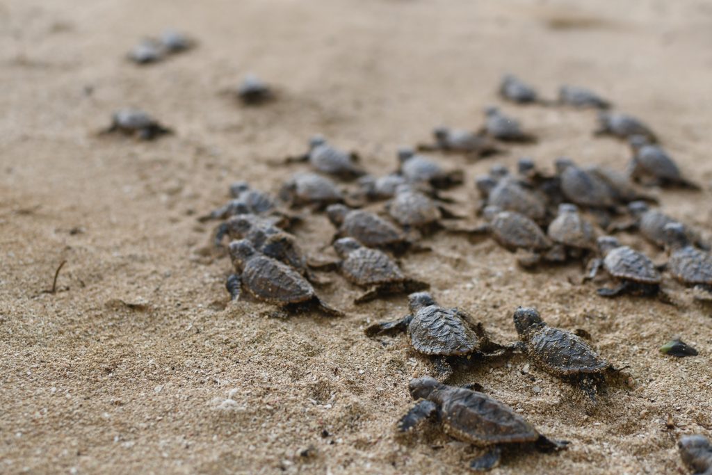 Turtle Monitoring Programme - Alligator Head FoundationAlligator Head ...